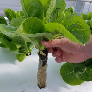 peat growing medium