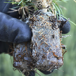 peat growing medium