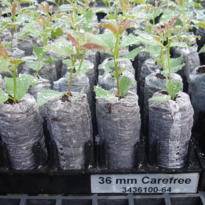 peat growing medium
