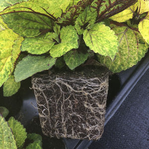 coconut fiber growing medium