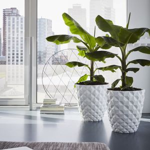 plastic plant pot