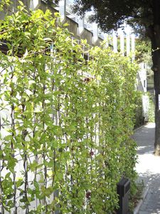 green wall with live plants