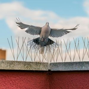 polycarbonate bird deterrent 1