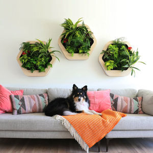living frame with live plants