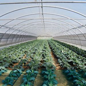 commercial greenhouse