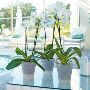 polypropylene plant pot