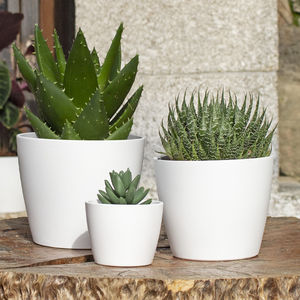 ceramic plant pot