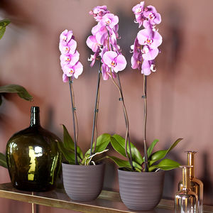 polypropylene garden pot / round / home