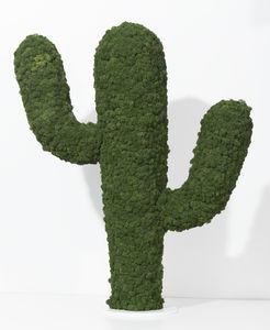 preserved ornamental-plant
