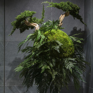 preserved ornamental plant