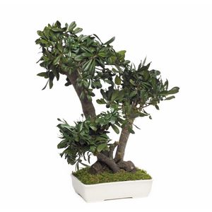 preserved ornamental plant