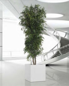 preserved ornamental-plant / eucalyptus