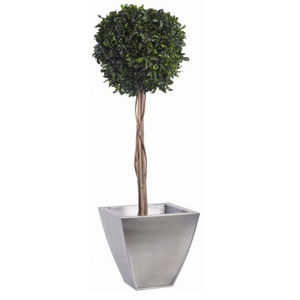 preserved ornamental-plant / spheres
