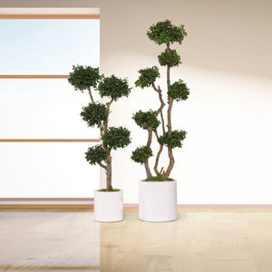preserved ornamental plant 1