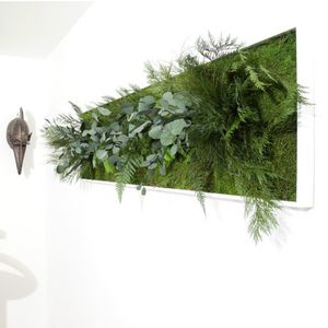 preserved living frame / foliage / moss / indoor