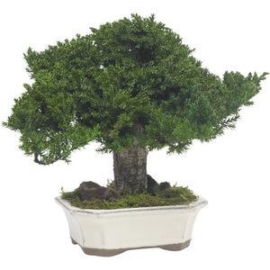 preserved ornamental-plant / bonsai