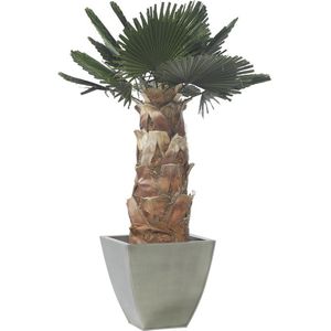 preserved ornamental-plant / palms
