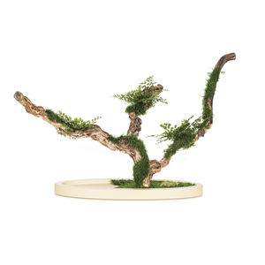 preserved ornamental plant