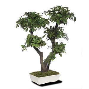 preserved ornamental plant