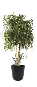 preserved ornamental-plant / eucalyptus