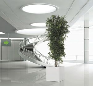 preserved ornamental-plant / eucalyptus
