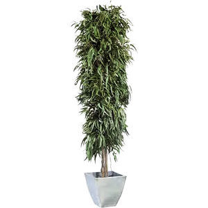 preserved ornamental plant