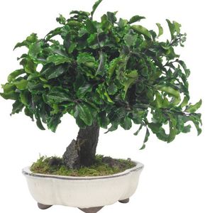 preserved ornamental-plant / bonsai