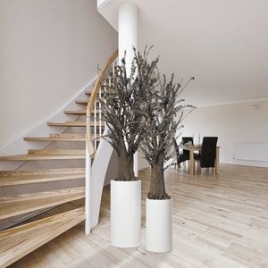 preserved ornamental-plant / eucalyptus