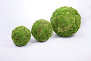 preserved ornamental-plant / spheres