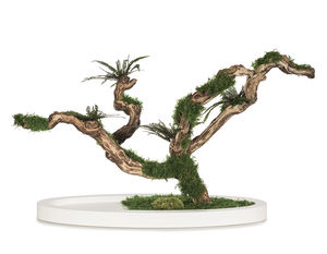 preserved ornamental-plant / bonsai