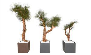 preserved ornamental-plant
