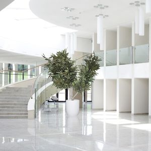 preserved ornamental-plant