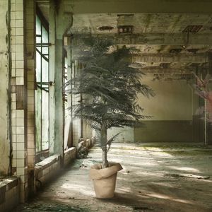 preserved ornamental-plant