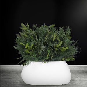 preserved ornamental-plant