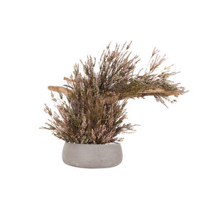 preserved ornamental plant
