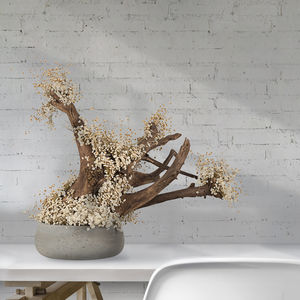 preserved ornamental plant