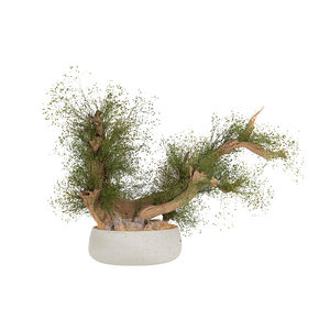 preserved ornamental plant