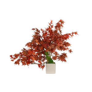 preserved ornamental plant