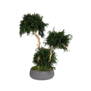 preserved ornamental plant