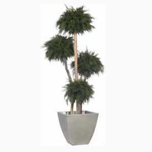 preserved ornamental plant