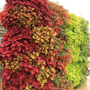 vertical garden with live plants