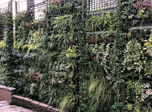 preserved green wall