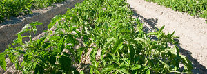 irrigation hose