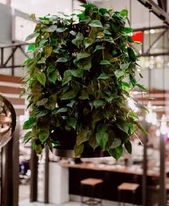 preserved green wall