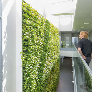 preserved green wall