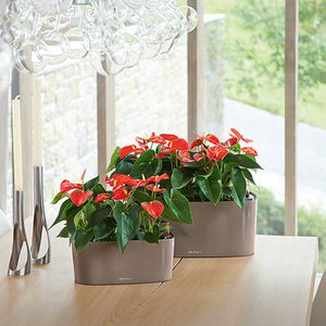 plastic planter