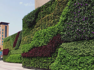 green wall with live plants