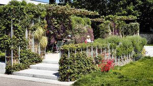 preserved green wall