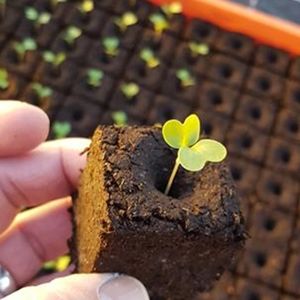 peat growing medium