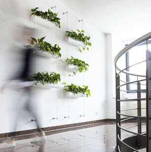 green wall with live plants